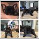 French Bulldog Puppies for sale in Seguin, TX 78155, USA. price: NA