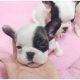 French Bulldog Puppies for sale in Lufkin, TX, USA. price: NA