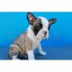 French Bulldog Puppies for sale in Lufkin, TX, USA. price: NA