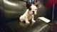French Bulldog Puppies for sale in Lake Zurich, IL, USA. price: NA