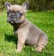 French Bulldog Puppies for sale in Anchorage, AK, USA. price: $1,700