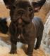 French Bulldog Puppies for sale in Alabama Ave SE, Washington, DC, USA. price: NA