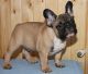 French Bulldog Puppies for sale in Clayton Township, MO, USA. price: NA