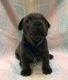 French Bulldog Puppies for sale in Ferndale, WA 98248, USA. price: $4,500