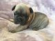 French Bulldog Puppies for sale in Southfield, MI, USA. price: $250
