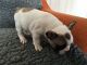 French Bulldog Puppies for sale in Corpus Christi, TX 78401, USA. price: $599