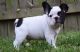 French Bulldog Puppies for sale in Dallas Township, PA, USA. price: $300