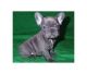 French Bulldog Puppies for sale in US-130, North Brunswick Township, NJ 08902, USA. price: NA