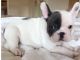 French Bulldog Puppies for sale in US-130, North Brunswick Township, NJ 08902, USA. price: NA