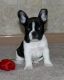 French Bulldog Puppies for sale in San Gabriel, CA, USA. price: NA