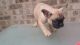 French Bulldog Puppies for sale in Corpus Christi, TX 78401, USA. price: $600