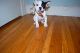 French Bulldog Puppies for sale in 10011 E New York Ave, Brooklyn, NY 11207, USA. price: NA