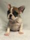 French Bulldog Puppies for sale in Lake Forest, CA, USA. price: $1,980