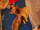 French Bulldog Puppies for sale in Winnetka, CA 91306, USA. price: $2,500