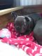 French Bulldog Puppies for sale in Southfield, MI, USA. price: $400