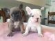 French Bulldog Puppies for sale in Greenville, MS, USA. price: $300