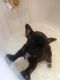 French Bulldog Puppies for sale in Greenville, MI 48838, USA. price: $2,400