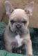 French Bulldog Puppies for sale in Grand Prairie, TX 75054, USA. price: $400