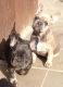French Bulldog Puppies for sale in Eudora, AR 71640, USA. price: NA