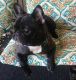 French Bulldog Puppies for sale in Simi Valley, CA, USA. price: $3,000