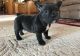 French Bulldog Puppies for sale in Federal Way, WA, USA. price: NA