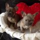 French Bulldog Puppies for sale in Pottsboro, TX 75076, USA. price: NA