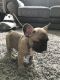 French Bulldog Puppies for sale in Bowman, SC 29018, USA. price: NA