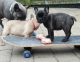 French Bulldog Puppies for sale in Michigan Ave, Inkster, MI 48141, USA. price: NA