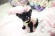 French Bulldog Puppies for sale in Mississauga, ON, Canada. price: NA