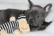 French Bulldog Puppies for sale in Dallas Township, PA, USA. price: NA
