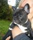 French Bulldog Puppies for sale in North Myrtle Beach, SC, USA. price: NA