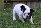 French Bulldog Puppies for sale in Pennsylvania Turnpike, Pennsylvania, USA. price: NA
