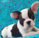 French Bulldog Puppies for sale in Park Manor Blvd, Pittsburgh, PA, USA. price: NA