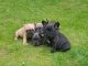 French Bulldog Puppies for sale in Sammamish, WA, USA. price: NA