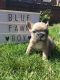 French Bulldog Puppies for sale in Beaverton, OR, USA. price: NA