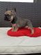 French Bulldog Puppies for sale in Jersey City, NJ, USA. price: $500