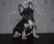 French Bulldog Puppies for sale in Ghent, NY, USA. price: NA