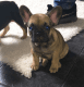 French Bulldog Puppies for sale in Ghent, NY, USA. price: $600