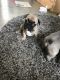 French Bulldog Puppies for sale in Marietta, GA, USA. price: NA