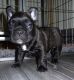 French Bulldog Puppies for sale in Sammamish, WA, USA. price: NA