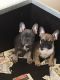 French Bulldog Puppies for sale in Kentucky Dam, Gilbertsville, KY 42044, USA. price: NA