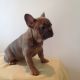 French Bulldog Puppies for sale in Holtsville, NY, USA. price: NA