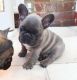 French Bulldog Puppies for sale in Longport, NJ 08403, USA. price: NA