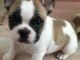 French Bulldog Puppies for sale in 340 S 600 W, Salt Lake City, UT 84101, USA. price: NA