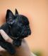 French Bulldog Puppies for sale in Reno, NV, USA. price: $2,800