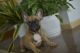 French Bulldog Puppies for sale in FL-436, Casselberry, FL, USA. price: NA