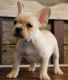 French Bulldog Puppies for sale in Cleveland, TN, USA. price: NA