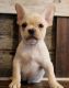 French Bulldog Puppies for sale in Cleveland, TN, USA. price: NA