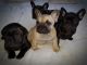 French Bulldog Puppies for sale in Austin, TX 73301, USA. price: NA
