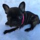 French Bulldog Puppies for sale in Beverly Hills, CA 90212, USA. price: NA